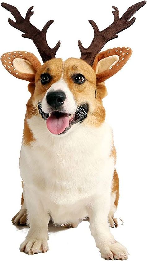 Pet Deer, Reindeer Costume, Deer Costume, Merry Christmas Dog, Dog Antlers, Puppy Costume, Antler Headband, Dog Personality, Reindeer Antlers