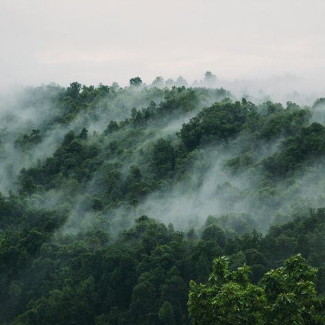 Ozark National Forest, Hidden Forest, Natural Phenomena, Brown Aesthetic, Mist, Fairy Tales, We Heart It, Forest, Natural Landmarks