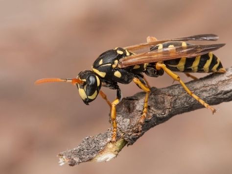 A Grinnell, Iowa, mail carrier died after was stung by multiple wasps while on his route. He went into anaphylactic shock and suffered a heart attack. Natural Wasp Repellent, Wasp Repellent, Wasp Stings, Natural Repellent, Wasp Nest, Interesting Science Facts, Flea Prevention, Bees And Wasps, Bee Sting