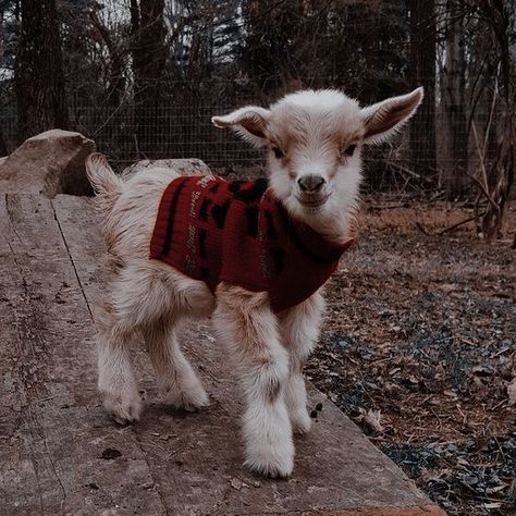 Cute Animal Pfp, Goat Pet, Goat Pictures, Goat Picture, Goat Health, Cute Animal Art, Mini Goats, Pet Goat, Small Farms