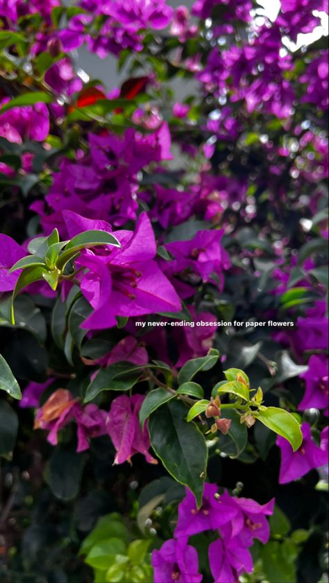 #paperflowers #bougainvillea #instastory #mystory #harinisripathan #nature #flowers Flower Captions, Flower Captions For Instagram, Nature Captions, Creative Snapchats, Bougainvillea Flower, Nature Photography Quotes, One Word Instagram Captions, Good Insta Captions, Clever Captions For Instagram