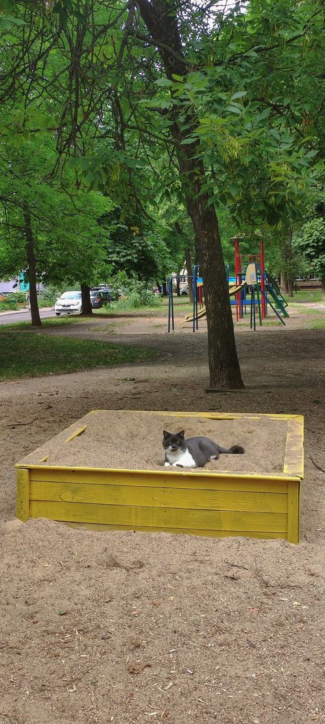 gray cat in a sandbox aesthetic nature summer vibe Sandbox Aesthetic, Gray Cat, Nature Summer, Aesthetic Nature, Sandbox, Camera Roll, Summer Vibes, Grey, Animals