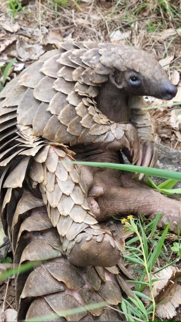 Pangolin Cute, African Pangolin, Giant Pangolin, Pokemon Project, Shine A Light, Veterinary Hospital, Endangered Animals, Let's Chat, Face Images