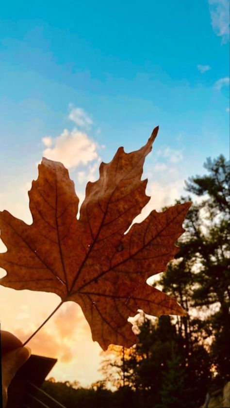 Blue Sky Photography, Drawings For Boyfriend, Nature Photography Flowers, Beautiful Landscape Photography, Night Sky Wallpaper, Flowers Photography Wallpaper, Sky Wallpaper, Sunflower Wallpaper, Profile Pictures Instagram