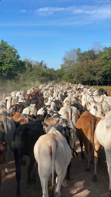 Emakhaya Aesthetic, Farm Animals Aesthetic, Rancho Aesthetic, Farming Aesthetic, Agriculture Pictures, Foto Cowgirl, Cattle Farm, Africa Photography, Farm Lifestyle