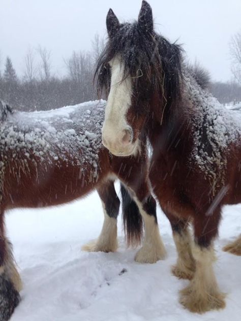 Clydesdale Horses Aesthetic, Clydesdale Aesthetic, Horses In Snow, Winter Horse, Clydesdale Horses, Horse Aesthetic, Winter Animals, Draft Horses, Winter Scenery