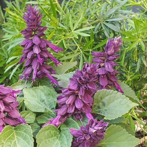 Salvia Plants, Purple Salvia, Plant Encyclopedia, About Plants, Perennial Herbs, Plant Information, Annual Flowers, Plant List, Plant Collection