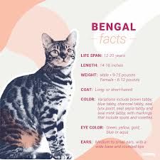 Bengal Cat Breed: Facts, Temperament & Care Info | BeChewy Bengal Cat Facts, Bengal Cat Breeders, Small Wild Cats, Bengal Kitten, Cat Info, Bengal Cats, Savannah Cat, House Cat, Senior Cat