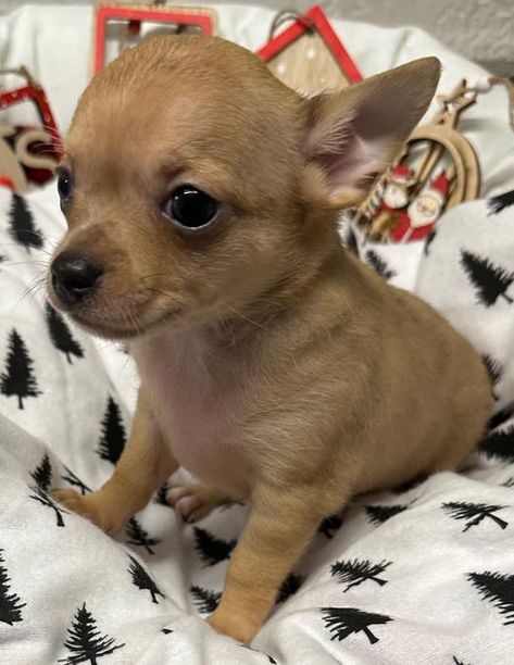 Long and Short-Haired Chihuahua Puppies For Sale in Florida | Wee Puppy Paws Short Hair Puppies, Short Hair Chihuahua, Long Hair Chihuahua Puppies, Long Haired Chihuahua Puppies, Short Haired Chihuahua, Chihuahua Rescue, Toy Poodle Puppy, Morkie Puppies, Chihuahua Puppies For Sale