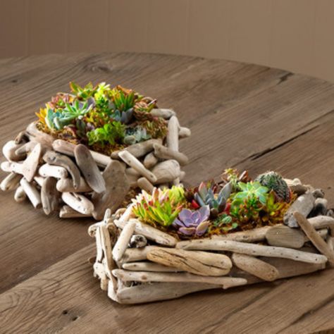 Driftwood Garden, Succulent Wall Garden, Driftwood Planters, How To Water Succulents, Succulent Landscape Design, Succulent Garden Indoor, Succulent Landscaping, Driftwood Projects, Succulent Garden Diy