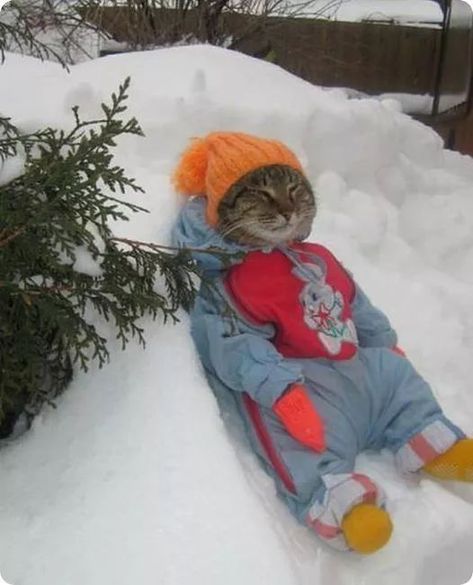 Cat Problems, Cat Pictures, Cat Grooming, Snow Suit, Christmas Cats, Cat Pics, Cat Toys, Cool Cats, Cat Memes