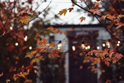 Travel Forest, Pumpkin Aesthetic, Cozy Travel, Autumn Love, Fall Mood, Nature Architecture, Spooky Szn, Fall Inspiration, Fall Feels