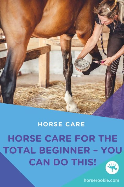 Are you a horse rookie? Horse care can feel overwhelming when you first start, but we've got horse care tips for every beginner horseback rider! Horse Ownership For Beginners, First Horse, Horse Ownership, Prey Animals, Run In Shed, Horse Care Tips, Horseback Rider, Horse Owner, Disease Prevention