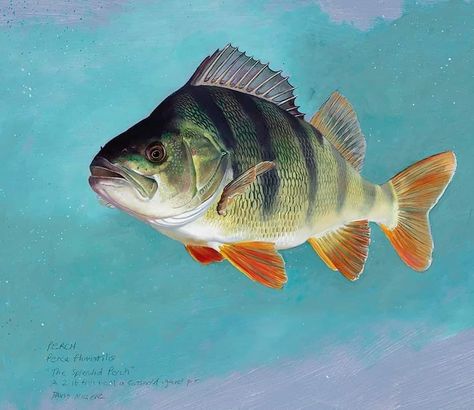 Fish art drawing, Koi pictures and other fish painting #fishart Perch Fish, Fishing Freshwater, Lake Fish, Fishing Hacks, Betta Fish Types, Perch Fishing, Fauna Marina, Fish Artwork, David Miller