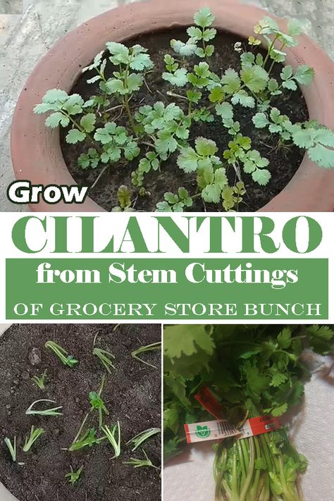 Learn everything about How to Grow Cilantro from Stem Cuttings and propagate the herb easily from the leftover store brought supply! Growing Cilantro From Scraps, How To Grow Cilantro From Scraps, Cilantro Plants How To Grow, How To Grow Cilantro In A Pot, How To Plant Cilantro, How To Grow Cilantro Indoors, Growing Cilantro In A Pot, Cilantro Growing, Grow Cilantro Indoors