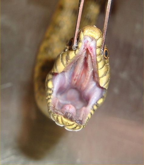 Front view of the head w/ mouth held open, of a young water snake, Family: Colubridae, Natrix spp by Armed Forces Pest Management Board, via Flickr Snake Open Mouth Reference, Snake Side View, Snake Mouth Open Side View, Snake Head Front View, Snake Drawing Mouth Open, Rainforest Food Chain, Pest Management, Food Chain, Armed Forces