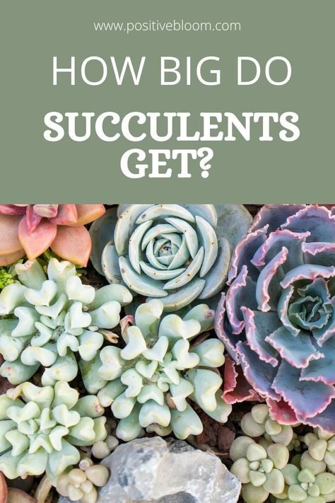 Here’s the answer to “How big do succulents get?” Learn which factors determine the size of succulents and how to make these plants bigger and healthier. Large Succulents, Peperomia Plant, Alocasia Plant, Calathea Plant, Zz Plant, Prayer Plant, Pothos Plant, Jade Plants, Monstera Plant