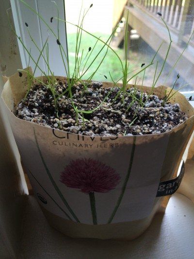 Chive Seed Propagation - How To Grow Chives From Seed How To Grow Chives, Grow Chives, Seed Propagation, Growing Chives, Chive Seeds, Allium Schoenoprasum, Chives Plant, Seed Planting, Types Of Christmas Trees