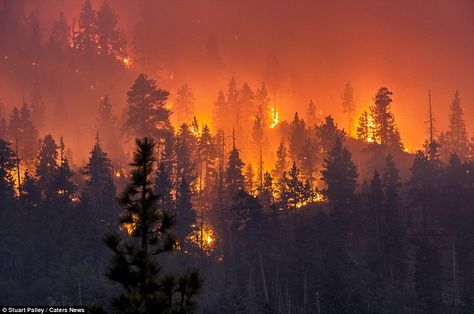 Berserk Aesthetic, Fire Aesthetic, Fire Control, Wildland Fire, Captive Prince, California Wildfires, Fire Photography, Wild Fire, Forest Fire