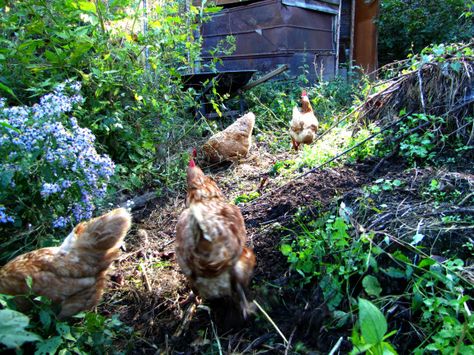 Wild Chicken, Food Forest Garden, Chicken Diet, Chicken Waterer, Beef Liver, Food Forest, Forest Garden, Small Farm, Raising Chickens