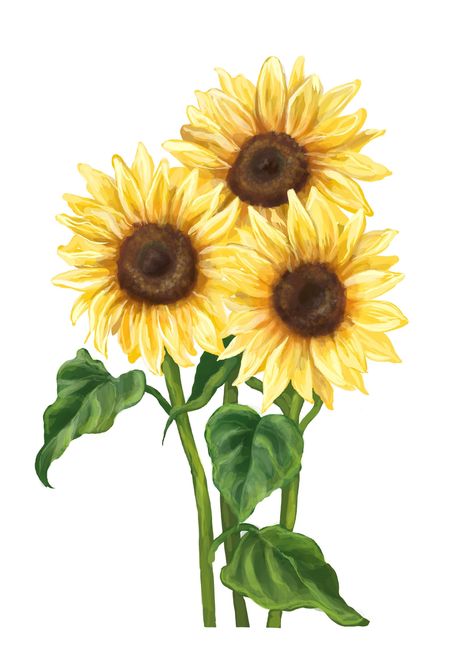 Trio Illustration, Bunch Of Sunflowers, Floral Illustration Art, Sunflower Illustration, Sunflowers And Daisies, Sunflower Pictures, Flower Card, Sunflower Painting, Watercolor Sunflower