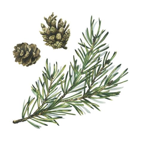 Photo pine branch with green needles and... | Premium Photo #Freepik #photo Pine Tree Branch, Pine Leaves, Christmas Foliage, Pine Leaf, Forest Plants, Pine Branches, Botanical Tattoo, Diy Watercolor Painting, Pine Branch