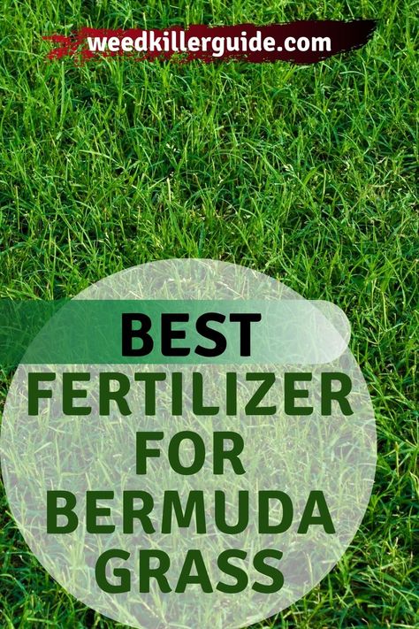 Home Made Fertilizer, Bermuda Grass Seed, Summer Lawn Care, Flower Garden Landscape, Grass Fertilizer, Lawn Food, Green Pumpkins, Nursery Landscape, Seeds Planting