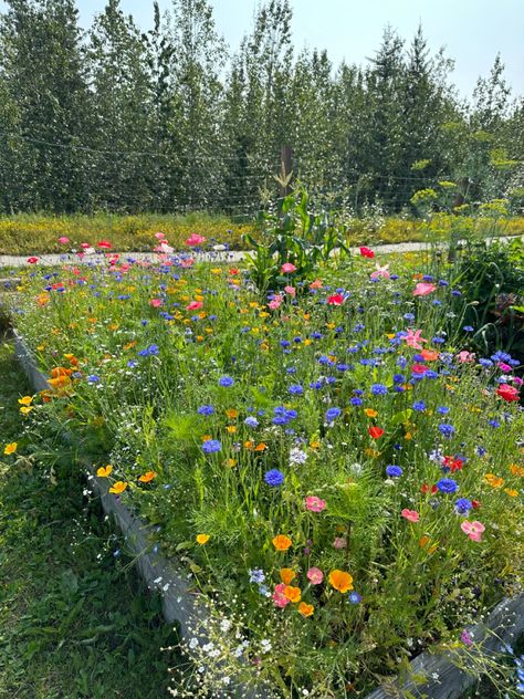 pink orange yellow blue red wildflowers alaska flower garden plot community garden Wildflower Box Garden, Wild Flower Bed, Wildflower Flower Bed, Small Wildflower Garden, Wildflower Bed, Wildflower Yard, Spring Homescreen, Alaska Garden, Environmental Club