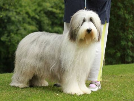 Bearded Collie Breed Info, Health, Pictures & Puppy Videos Bearded Collie Puppies, Sheep Herding, Puppies Playing, Collie Breeds, Dog Breeds Pictures, Puppy Videos, Best Dogs For Families, Health Pictures, Farm Dogs