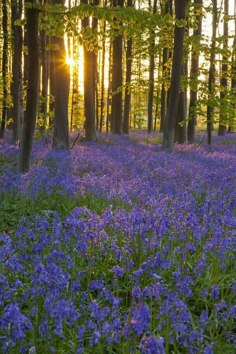 English Bluebells, Bluebell Flower, Scenery Background, Mystical Forest, Forest Spirit, Spring Landscape, Blue Garden, Beautiful Castles, English Countryside