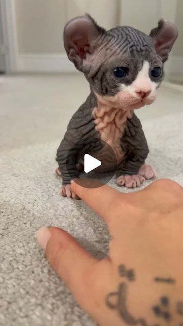 We tried to re create this but Simba is much more bigger now to run around and get distracted lol
•
•
•
•
•
•
#sphynx #sphynx... | Instagram Chat Sphynx, Sphynx, Cute Animals, Animals, Instagram