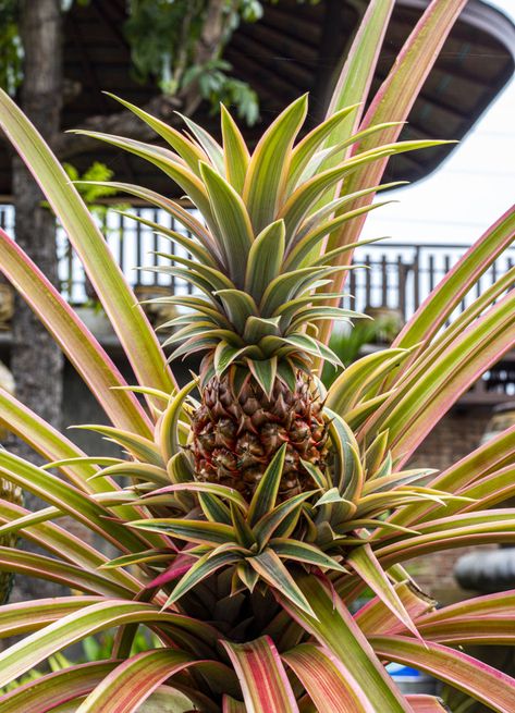 Pinapple Tree, Pineapple Tree, Pineapple Photography, Pineapple Plant, Growing Pineapple, Food Watercolor, 2024 Manifestation, Pineapple Flowers, Pineapple Planting