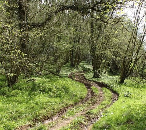 Asham Wood is a 347-acre site in the Mendip Hills, Somerset. It is the largest and most diverse of the ancient semi-natural woods in the Mendips. It has a permanent stream that runs through it feeding Chantry Pond to the east of the wood. The wood occupies two deep valleys and the intervening plateau. Council Estate, Somerset England, Study Abroad, The East, Somerset, Natural Wood, Places To Visit, Country Roads, Hiking