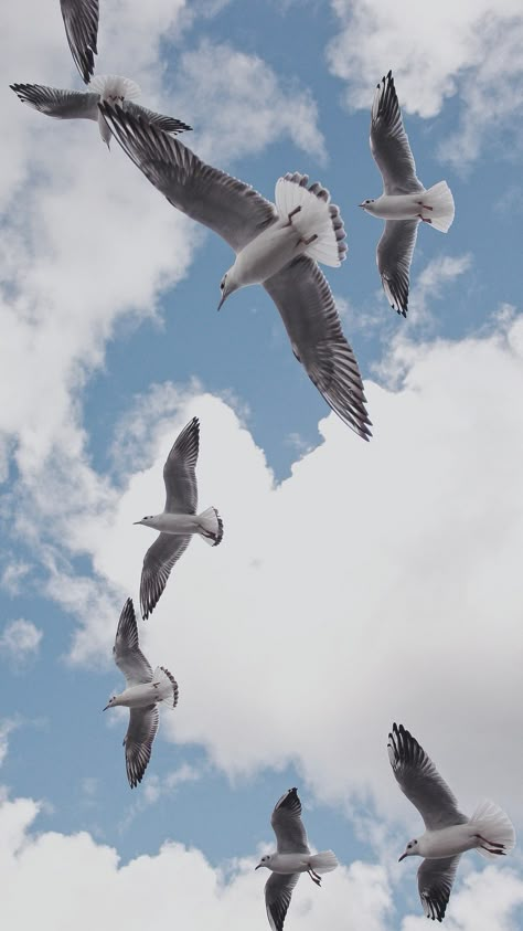 Albatross Wallpaper Aesthetic, Birds Flying Wallpaper, Albatross Wallpaper, Seagull Wallpaper, Anime Places, Birds In The Sky, Iphone Lockscreen Wallpaper, Minimalist Wallpaper, Bird Photography