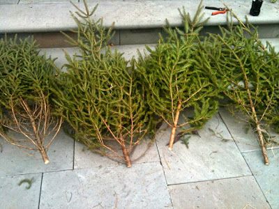 5th and state: Winter Urns, a tutorial Variegated Boxwood, Christmas Tree In Urn, Winter Urns, Winter Containers, The Cotswolds England, Christmas Window Boxes, Winter Planters, Outdoor Urns, Christmas Urns