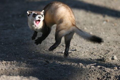 Black-footed ferret - Album on Imgur Black Footed Ferret, Lyna Youtube, Cute Ferrets, Prairie Dog, Endangered Animals, Animal Behavior, Endangered Species, Animals Of The World, Ferret