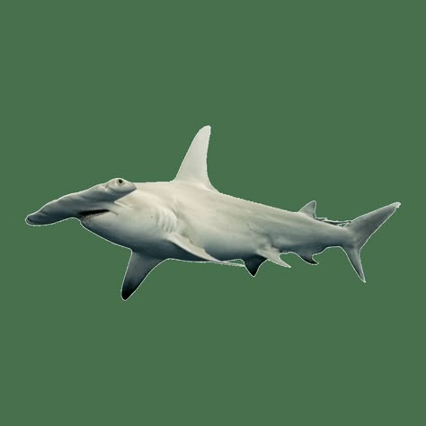 Shark Png Aesthetic, Shark App Icon, Shark Widget, Icons White Background, Hammer Shark, Shark Png, Shark Images, Fish Icon, Hand Doodles