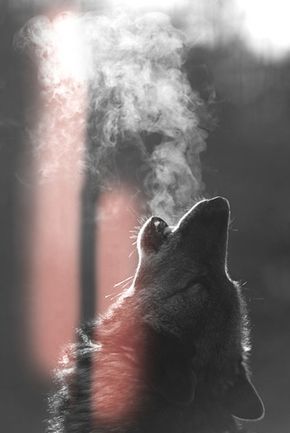 Wolf Beautiful, Ahal Teke, Lup Singuratic, Beautiful Wolf, Wolf Wallpaper, Wolf Love, Howling Wolf, Wolf Pictures, Beautiful Wolves