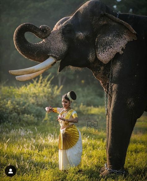 Kerala Elephant Photography, Kerala Elephant, Elephant Photography, Angel Oracle Cards, Indian Classical Dance, Butterfly Wallpaper Iphone, Classical Dance, Africa Art, My Culture