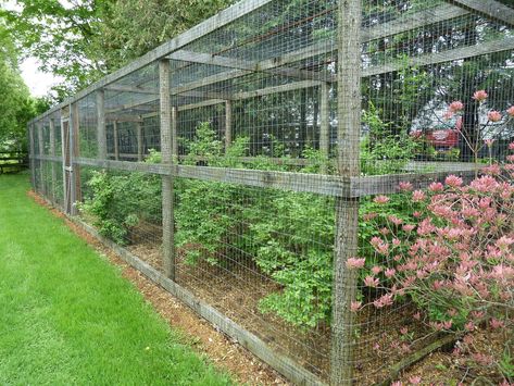 Blueberry Garden, Blueberry Gardening, Modern Gardening, Berry Garden, Garden Netting, Green Oasis, Potager Garden, Backyard Vegetable Gardens, Blueberry Bushes