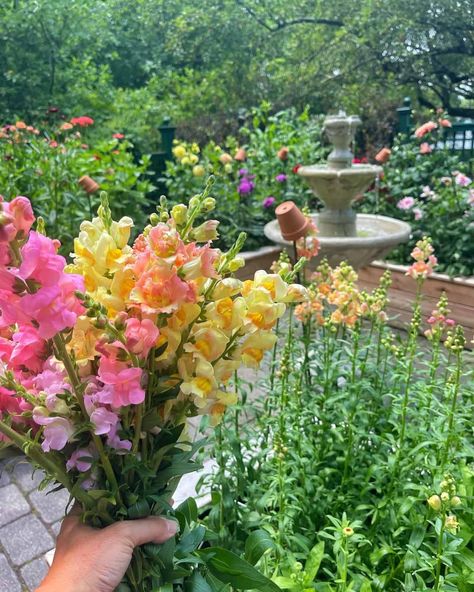 Snapdragons are one of my absolute favorite flowers to grow. Their vibrant colors and whimsical shapes bring so much joy and character to my garden. Over the years, I’ve learned some valuable tips and tricks to keep snapdragons blooming longer, ensuring continuous color throughout the season. 🌸 If you love snapdragons as much as I do and want to enjoy their beauty for as long as possible, this post is for you. Comment “more blooms” and I’ll share my tried-and-true methods to help you achieve... Cut Flower Garden Landscape, Flower Garden Photos, Front Yard Cut Flower Garden, How To Start A Cut Flower Garden, Home Flower Garden Ideas, Cut Flowers Garden, Cut Flower Garden Layout Ideas, Beginner Flower Garden, Cut Flower Garden Design