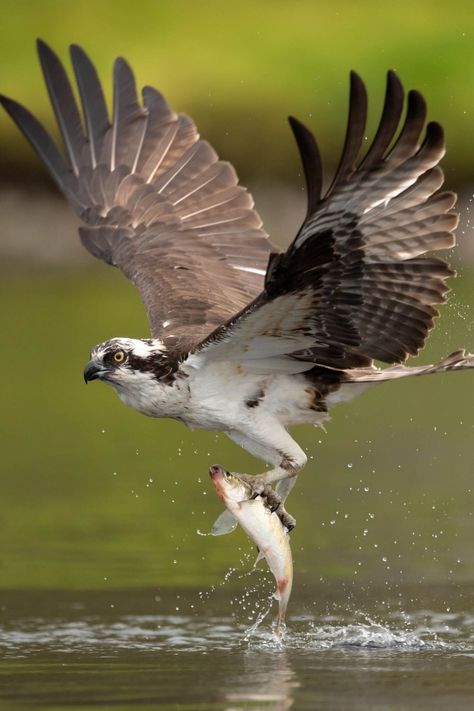 Osprey Catching Fish, Osprey With Fish, Osprey Photography, Bird Catching Fish, Birds Reference, Osprey Bird, Animals Hunting, Hunting Birds, Wild Birds Photography