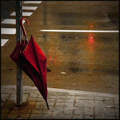 Red Red Brolly, Umbrella Photography, Umbrella Photo, Umbrella Art, Red Umbrella, Under My Umbrella, Focus Photography, Walking In The Rain, Singing In The Rain