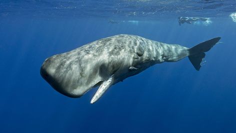 Rare cetacean species including sperm whale spotted in South China Sea - CGTN Whale Pictures, Sperm Whale, White Whale, South China Sea, Animal Projects, Blue Whale, Ocean Animals, Ocean Life, Sea Animals