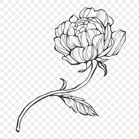 Line Art Peony, Peony Line Art, Peony Clipart, Sticker Line, Graphic Design University, Graphic Design 101, Flower Line Art, Graphic Design Jobs, Graphic Design School