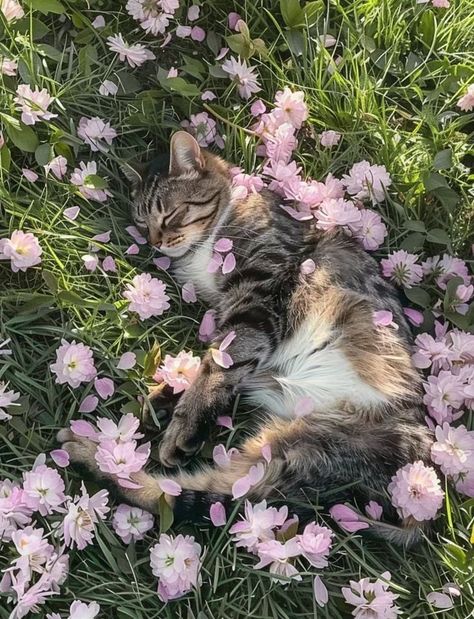 Cute Cats With Flowers, Cat In Nature, Cat In Flowers, Cat With Flowers, Cats And Flowers, Silly Cats Pictures, Cute Cats Photos, Pretty Animals, Sugar Glider