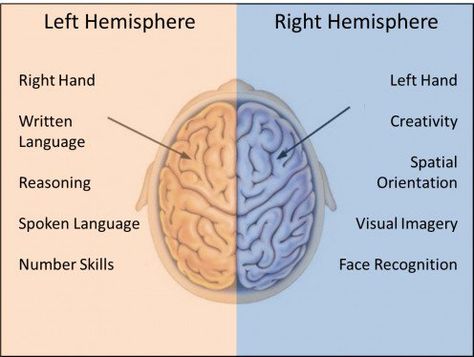 Brain Anatomy And Function, Good Brain Food, Psychology Notes, What The Fact, Cognitive Functions, Montessori Lessons, Biology Facts, Brain Anatomy, Medical Anatomy