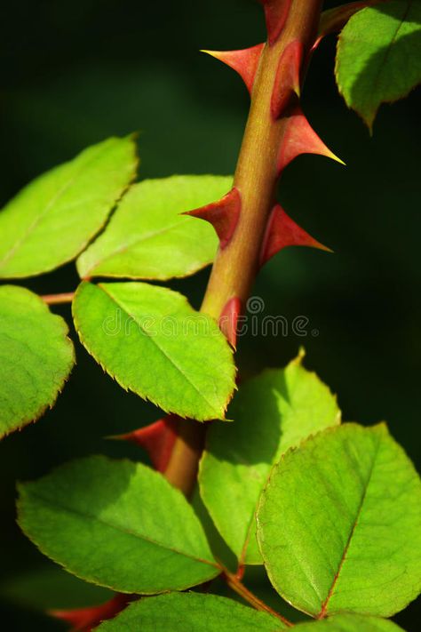 Rose Thorns. Close up of a rose stem with sharp thorns and green leaves , #affiliate, #Close, #rose, #Rose, #Thorns, #stem #ad Rose Leaves Photography, Rose Thorns Aesthetic, Rose With Thorns, Thorny Rose, Rose Reference, Nature Rose, Rose Thorns, Rose Leaf, Rose Flower Wallpaper