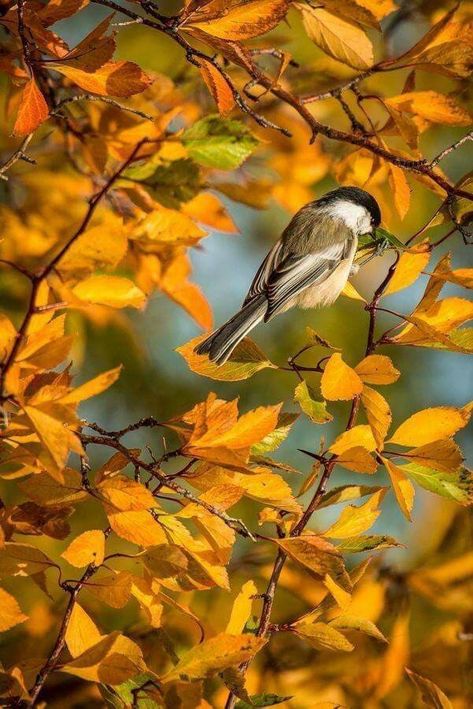 . Bird Sitting, Autumn Beauty, Yellow Leaves, Fall Pictures, Lombok, Bird Watching, Beautiful Birds, A Tree, Fall Halloween