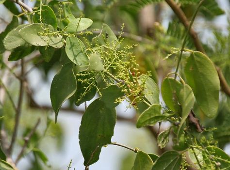 Salvadora Persica    leaves and flowers Saltbush/Toothbrushbush/Mustard Tree       Regte Mosterdboom     S A no 622 Mustard Tree, Natural Homes, Sikat Gigi, Mountain Laurel, Lost In The Woods, Dogwood Trees, How To Prevent Cavities, Crustaceans, Evergreen Shrubs